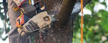  , USA Tree Care Services Pros